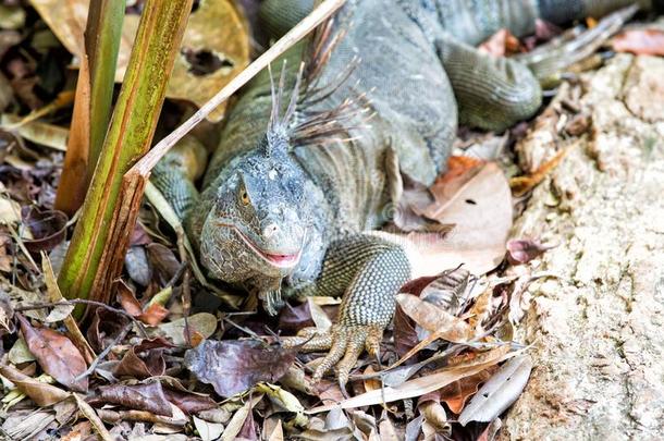 大的<strong>蜥蜴</strong>在Ro在an洪都拉斯.野生的动物采用n在ural周围的人