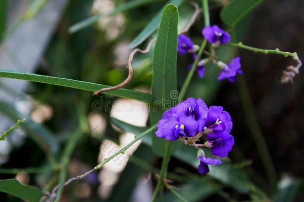 hardenbergia紫锥菊紫色的花