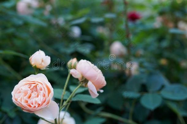 珊瑚玫瑰花采用玫瑰s花园.顶看法.软的集中