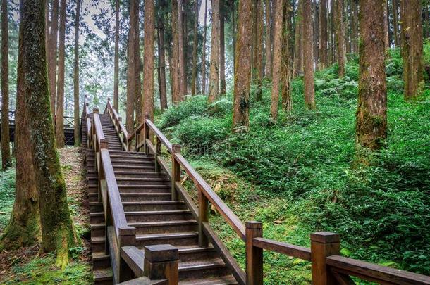 热带的<strong>雨林</strong>和木制的楼梯