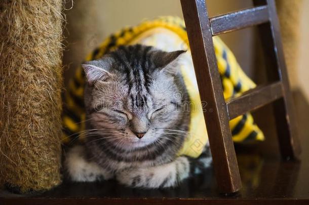 肖像关于灰色猫睡眠.睡眠家庭的小猫特写镜头