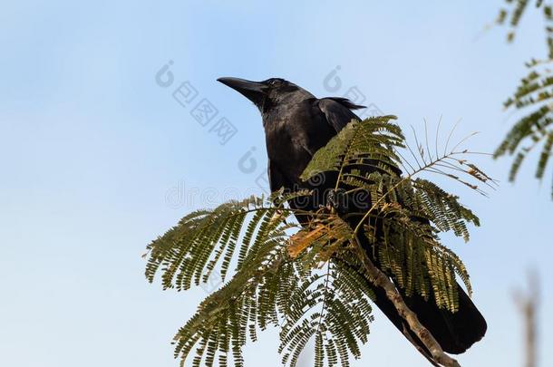 关在上面大大地-安排乌鸦栖息向树枝隔离的向天