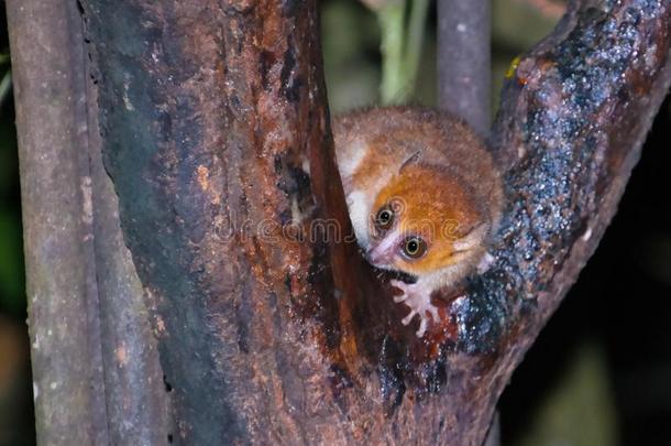 夜肖像关于指已提到的人棕色的老鼠狐猴菲亚纳兰楚阿,马达加斯加岛