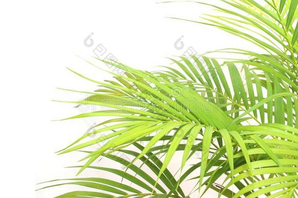 热带的绿色的手掌树叶向白色的墙背景