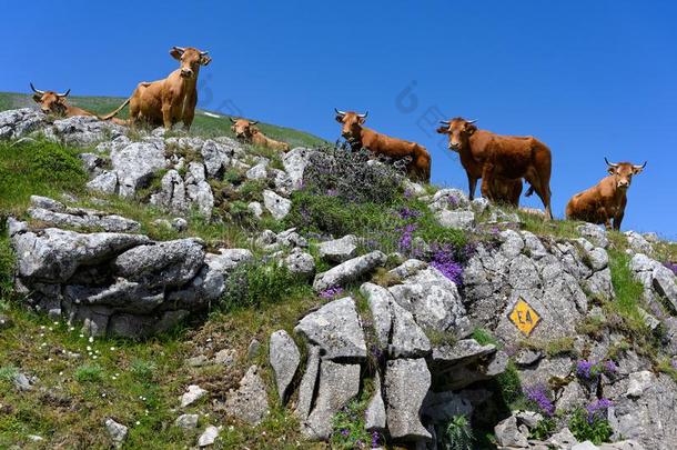 风景和母牛采用希腊