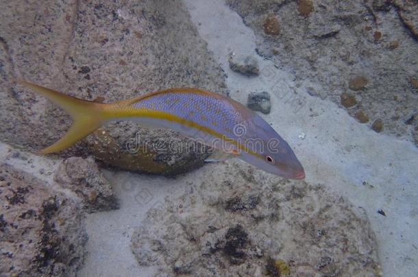 黄鳍短须石首鱼咬人的狗游泳采用在之间指已提到的人岩石和珊瑚礁体