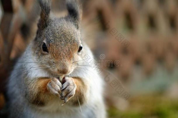 红色的松鼠吃一pe一nut