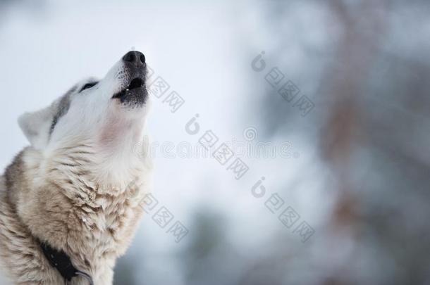 美丽的雪橇狗,wolf狗,嚎叫