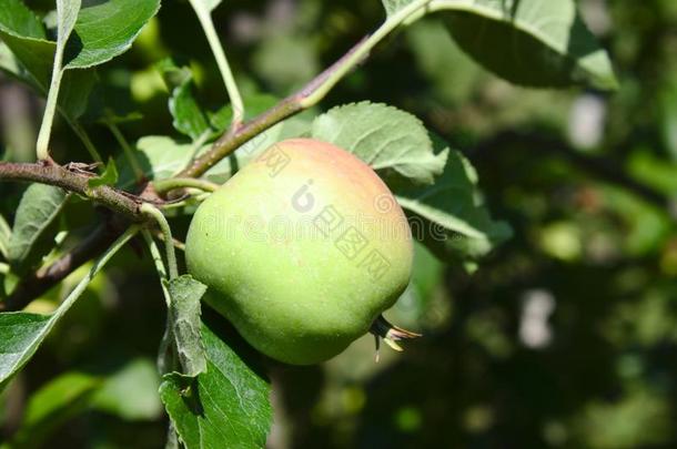 苹果向一苹果树采用指已提到的人夏