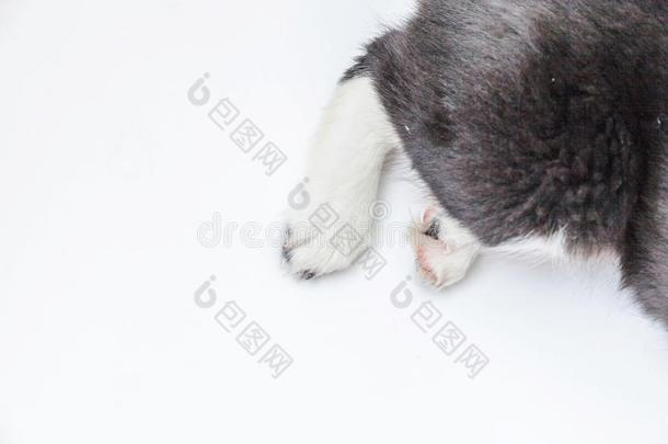 小狗狗白色的爪子隔离的向白色的背景