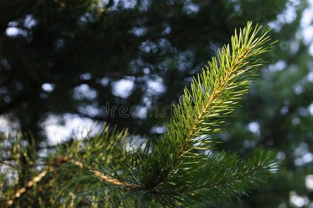 特写镜头照片关于绿色的针松树树向指已提到的人立刻面关于照片