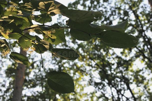 杂色的菩提树树叶.菩提树树枝和绿色的菩提树叶子,