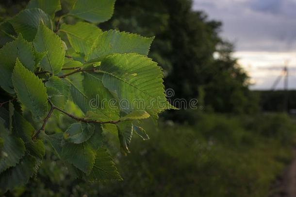 杂色的菩提树树叶.菩提树树枝和绿色的菩提树叶子,