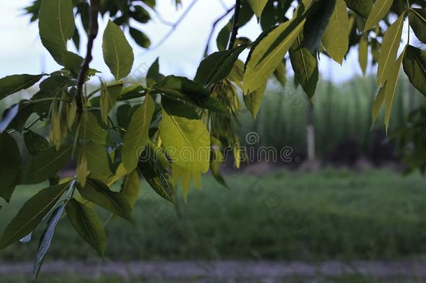 杂色的菩提树树叶.菩提树树枝和绿色的菩提树叶子,