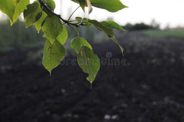 杂色的菩提树树叶.菩提树树枝和绿色的菩提树叶子,