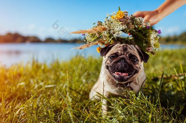 女人放花花环向哈巴狗狗`英文字母表的第19个字母上端在旁边河.幸福的小狗