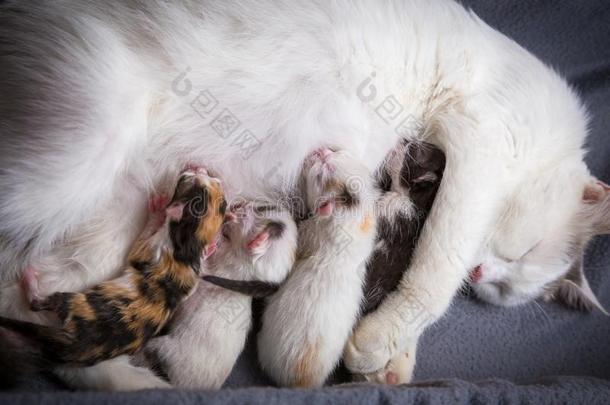 num.四新生的小猫吮吸奶从他的母亲