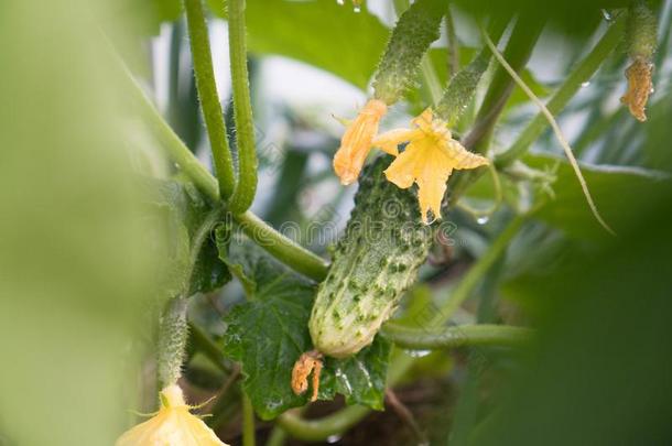 开花1幼苗关于黄瓜或腌食用小黄瓜和小的黄瓜采用Thailand泰国