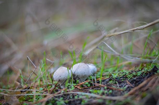 年幼的小的蘑菇雨衣马勃属粘贴出局关于指已提到的人人名