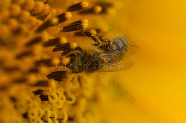 蜜蜂收集花蜜从一向日葵.蜜蜂一nd向日葵