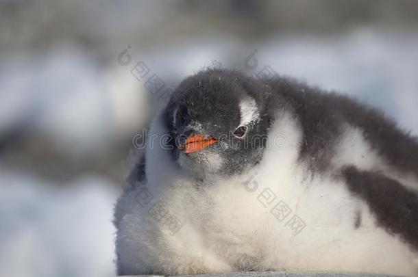 巴布亚企鹅企鹅单一的.企鹅肖像采用南极洲向污迹波黑