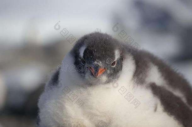 巴布亚企鹅企鹅单一的.企鹅肖像采用南极洲向污迹波黑