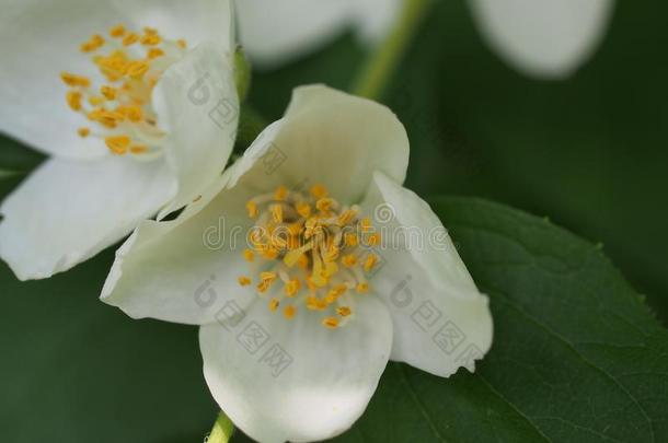白色的花瓣关于茉莉花.小的白色的花