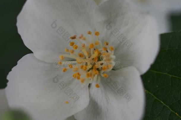 白色的花瓣关于茉莉花.小的白色的花