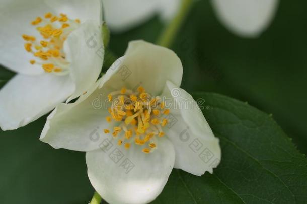 白色的花瓣关于茉莉花.小的白色的花