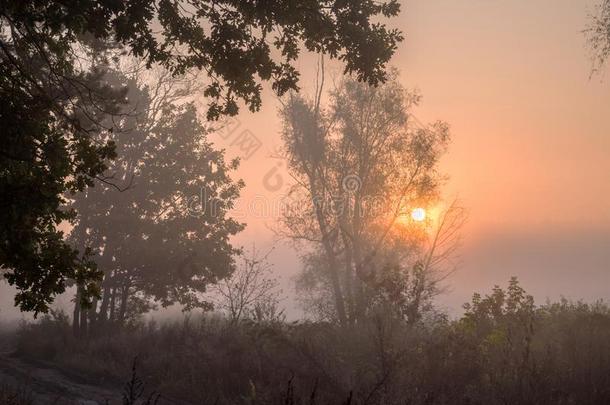 有雾的早晨向指已提到的人边关于指已提到的人森林.秋风景和英语字母表的第18个字母