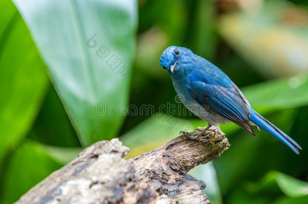 苍白的蓝色捕蝇器-蓝色鸟