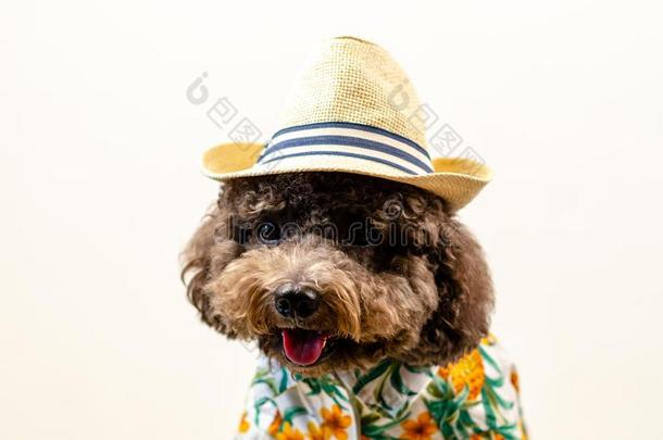 一值得崇拜的黑的玩具髦毛小狗狗穿着帽子和美国夏威夷州衣服为