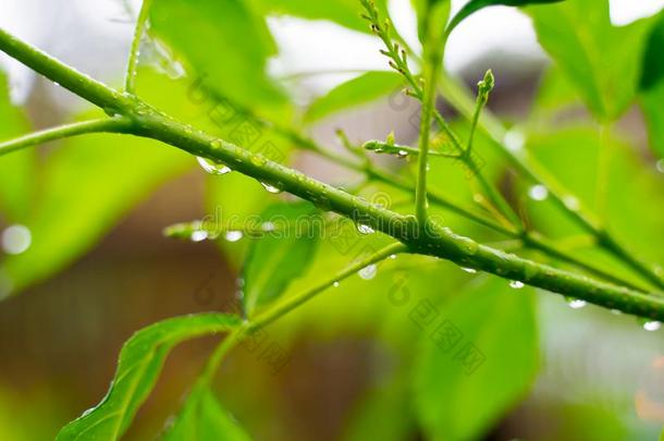 美丽的落下关于透明的雨水向绿色的叶子宏指令.英语字母表的第13个字母