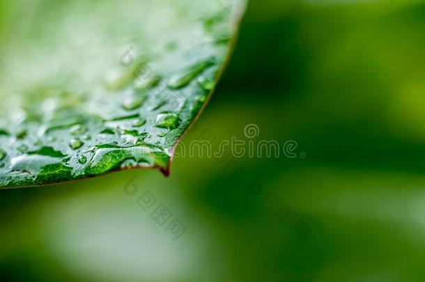 美丽的落下关于透明的雨水向绿色的叶子宏指令.英语字母表的第13个字母