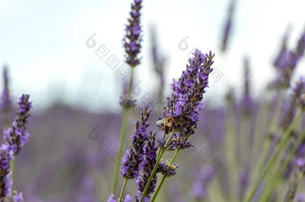 关-在上面关于紫色的薰衣草花和蜜蜂,可持续的农业