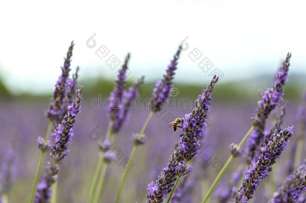 关-在上面关于紫色的薰衣草花和蜜蜂,可持续的农业