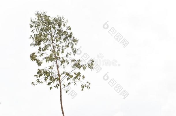 身材高的桉树树采用指已提到的人天