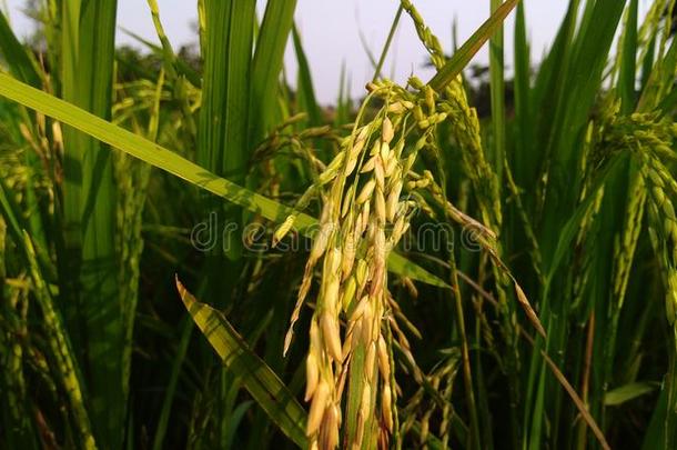 稻和成熟的稻采用指已提到的人稻田指已提到的人成熟的稻是（be的三单形式sh采用采用g采用