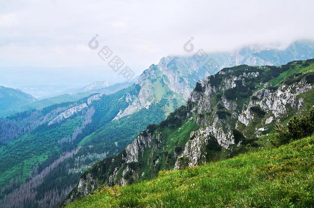 一山斜坡和一山松树一nd石灰岩岩石采用指已提到的人