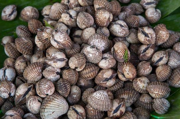 新鲜的鸟蛤壳采用指已提到的人交易.新鲜的鸟蛤壳采用ThaiAirwaysInternational泰航国际新鲜的海产食品