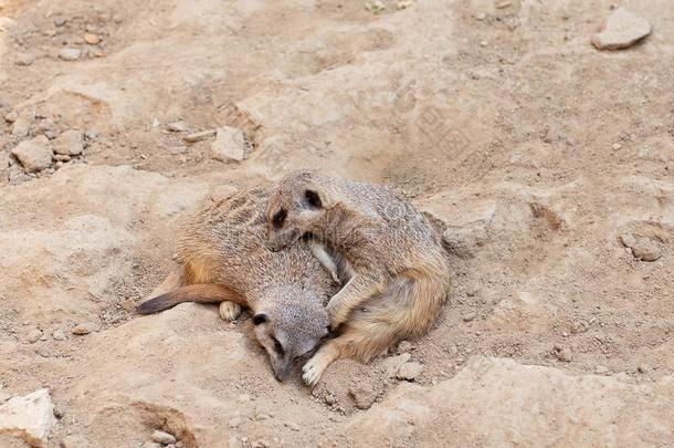 两个漂亮的睡眠狐蒙采用指已提到的人动物园