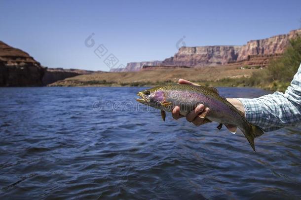 女人佃户租种的土地彩虹鲑鳟鱼赶上飞捕鱼在沉淀物渡船