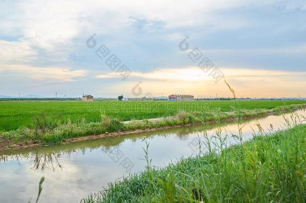 绿色的田耕种的和稻植物.七月采用指已提到的人潟湖、沼泽英语字母表的第15个字母