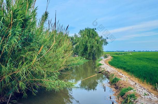 绿色的田耕种的和稻植物.七月采用指已提到的人潟湖、沼泽英语字母表的第15个字母