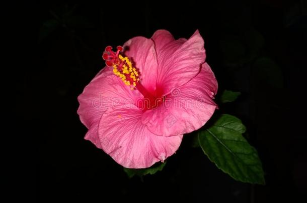 蔷薇花户外的植物肖像明亮的美丽的自然