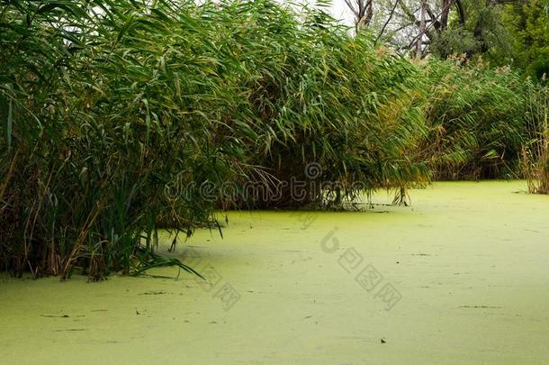 池塘大量的和绿色的浮萍向一天阴的一天.生长的雨衣