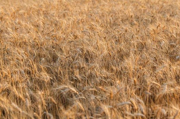 指已提到的人穗状花序关于金色的小麦关在上面.小麦田.美丽的天然的