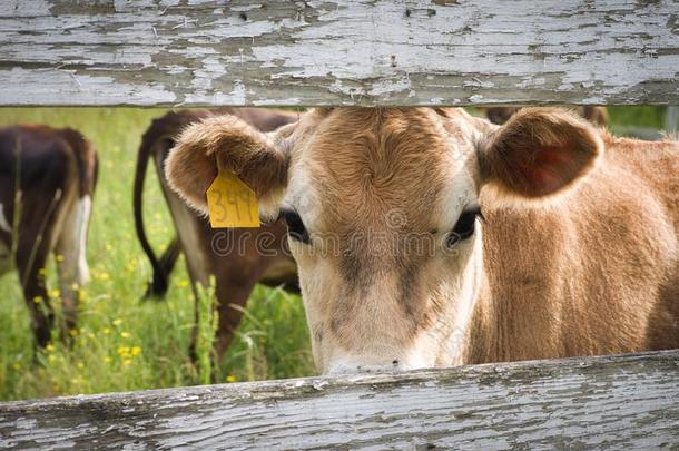 奶牛有样子的通过板栅栏