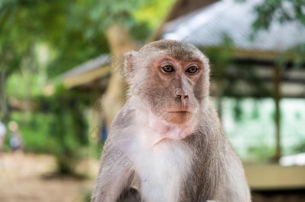 猴.指已提到的人观念关于动物采用指已提到的人动物园.芭堤雅动物园,泰国