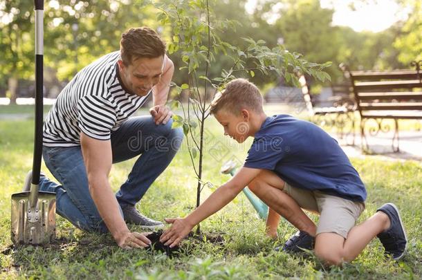 爸爸和儿子种植树采用公园
